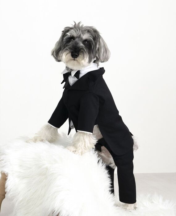 犬