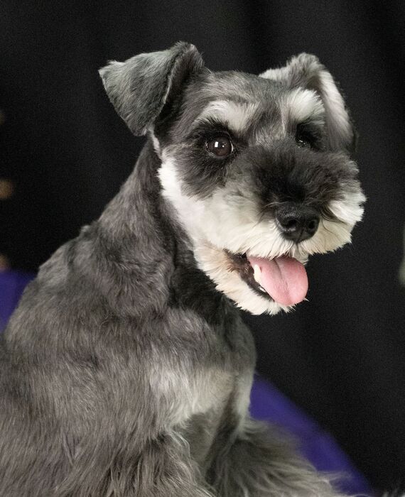 犬