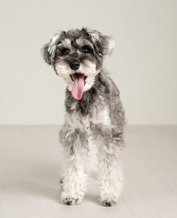 犬