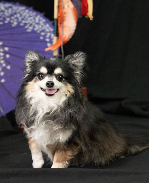 犬