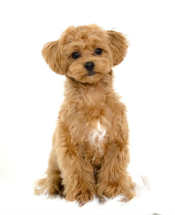 犬