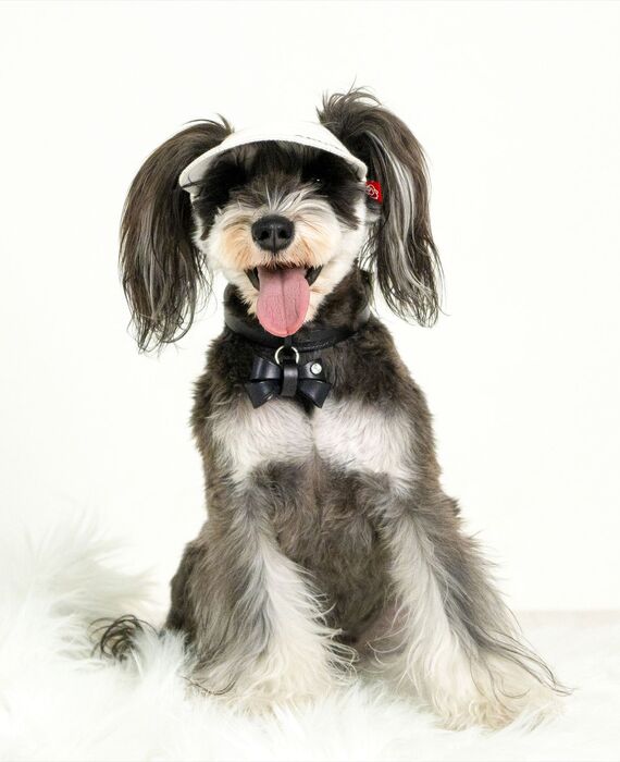 犬
