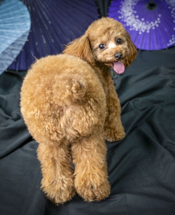 犬