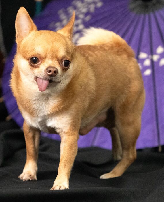 犬