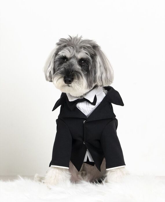 犬