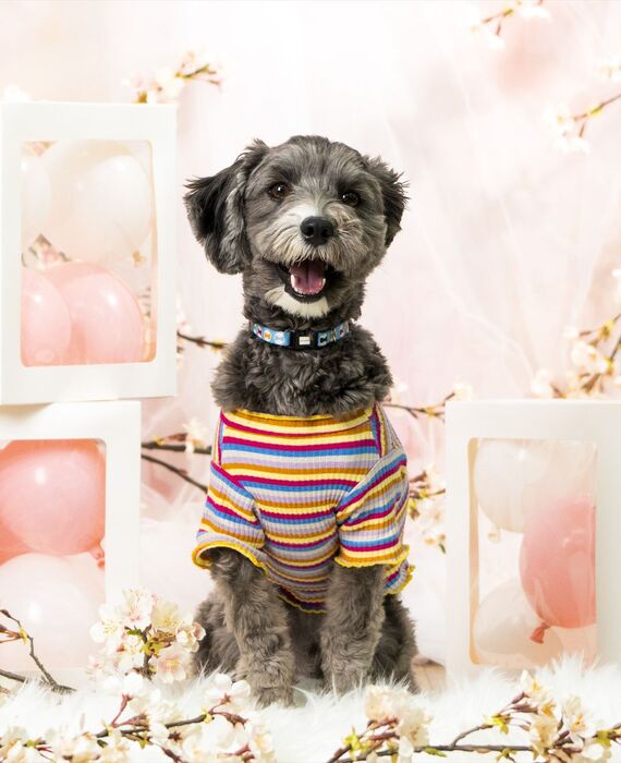 犬