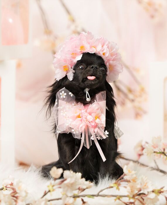 犬