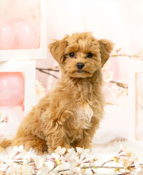 犬