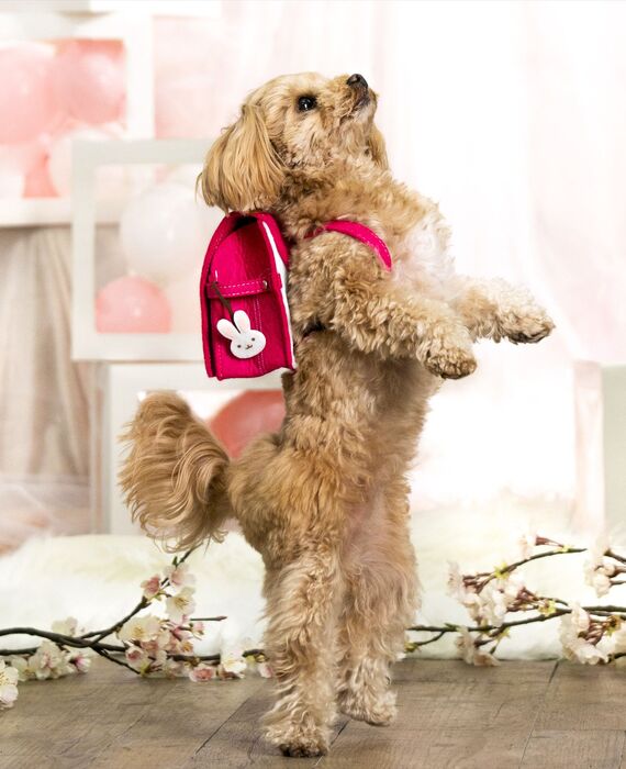 犬