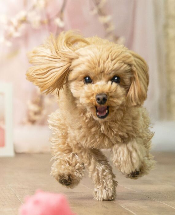 犬