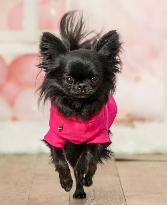 犬