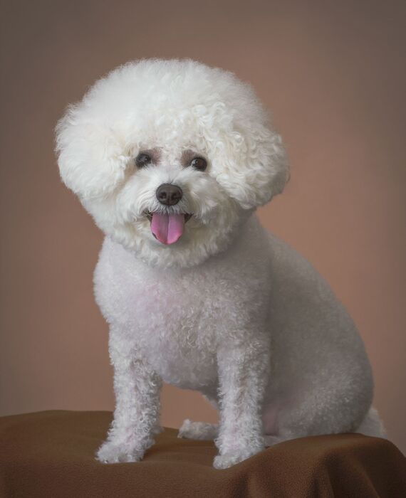 犬